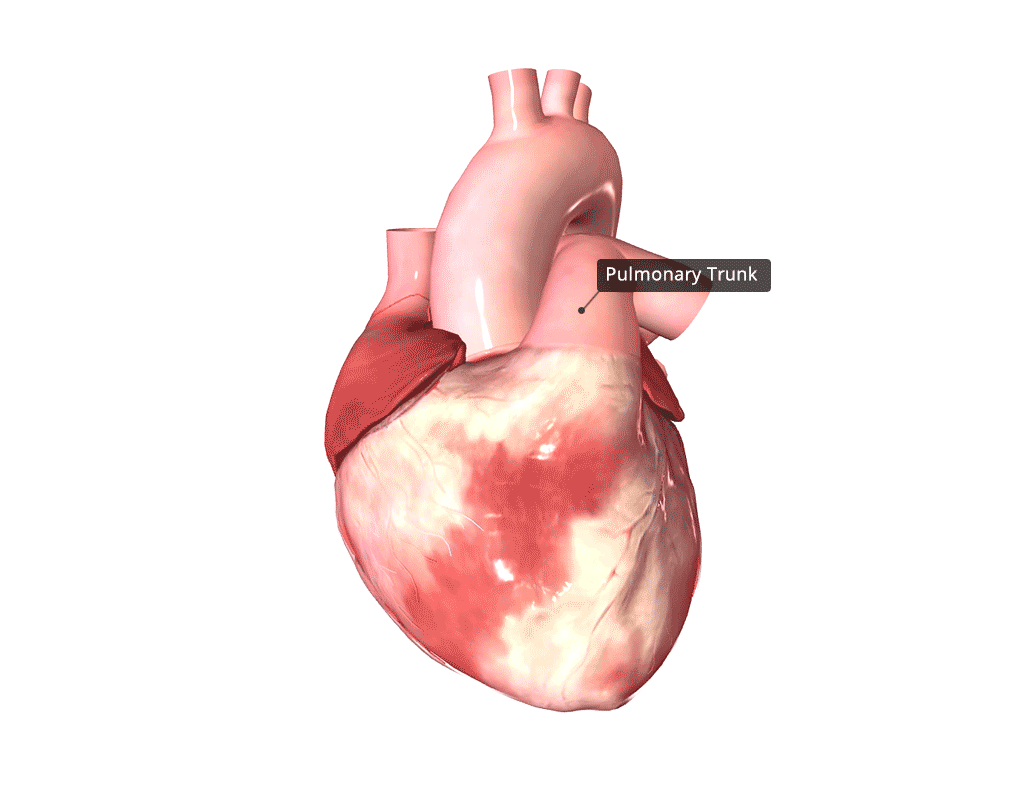 3D anatomical heart from the Up Close campaign